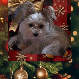 Jewel - Yorkshire Terrier