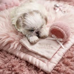 Lillie - White female Shih Tzu puppy in Austin, Arkansas from Starfire Shih Tzu