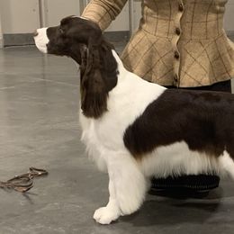 Louise - English Springer Spaniel
