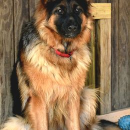 Tiga - German Shepherd