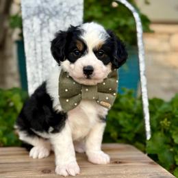 Pickles - Black tri-color male Aussiedoodle puppy in Adams, Nebraska from Boxcar Doodles and Poodles