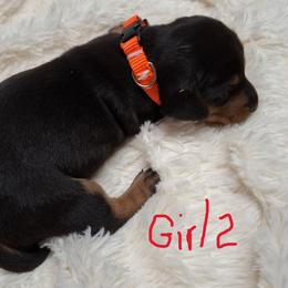 Girl 2 - Black and tan female Dachshund puppy in Salisbury, North Carolina from King's Dachshunds