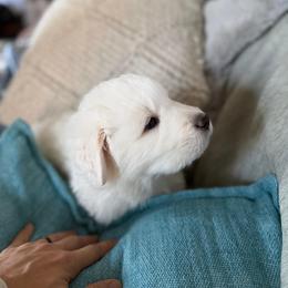 Girl 4 - female Maremma Sheepdog puppy in Cochecton, New York from Wildsong Farm