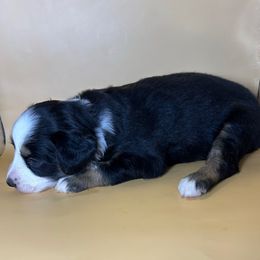 Girl 3 - Black tri female Toy Australian Shepherd puppy in Hokes Bluff, Alabama from Alegria Toy Aussies