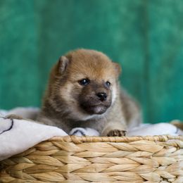 Shiba Inu Puppies from Shinin Shibas