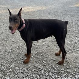 Kaja - Doberman Pinscher