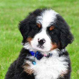 Robby - Black rust and white male Bernese Mountain Dog puppy in Millersburg, California from Smith Farms and Kennels