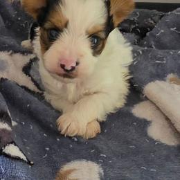 Boy 3 - Parti male Yorkshire Terrier puppy in White Pigeon, Michigan from Kathys Yorkie and Shih-tzu Cuties