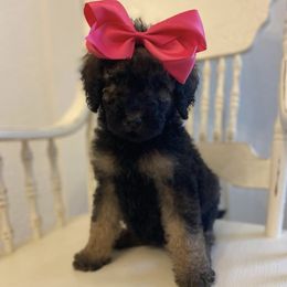 Goldendoodle Puppies from C.P. Puppy Buddies