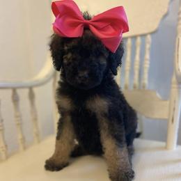 Goldendoodle Puppies from C.P. Puppy Buddies