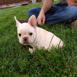French Bulldog Puppies from Short Leg Frenchies