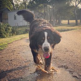 Cash - Bernese Mountain Dog