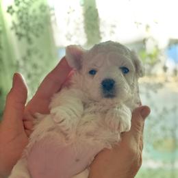 Blue - White female Bichon Frise puppy in Upland, California from Prime Paradise Kennel