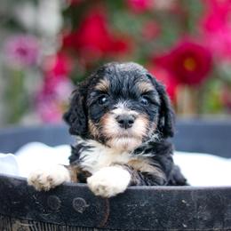 Presley - Black tri-color female Aussiedoodle puppy in Crete, Nebraska from Doodles & Co