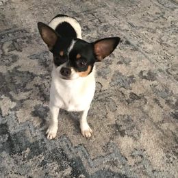China - Chihuahua