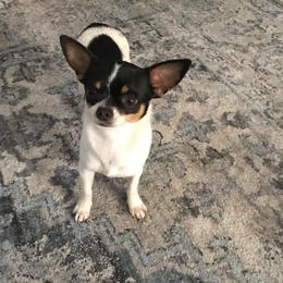China - Chihuahua