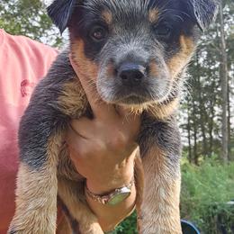 Boy 1 - Blue male Australian Cattle Dog puppy in Dalton, Pennsylvania from Whiteduck Mountain Kennel AKC Australian Cattle Dogs and AKC Fox Red Labrador Retrievers