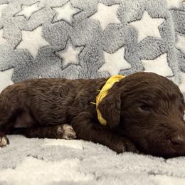 Kiara - Yellow Band Girl - Brown female Poodle puppy in Plainfield, New Jersey from Caris Paws Poodles and Labradoodles