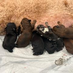 Boy 4 - Black male Whoodle puppy in Pima, Arizona from Schmidt's K9s