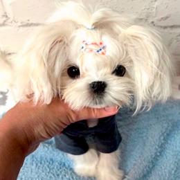 Yogi - Maltese