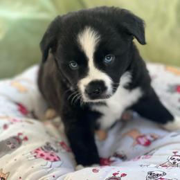 Meeko - Black & white male Miniature Australian Shepherd puppy in Norco, California from River Springs Aussies