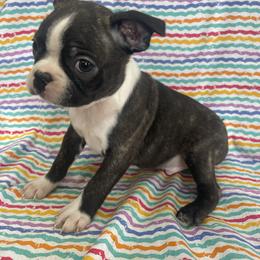 Doug - Black brindle and white male Boston Terrier puppy in Fillmore, Illinois from Wind Hill Puppies
