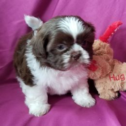 Shih Tzu Puppies from Laurie's shih tzus