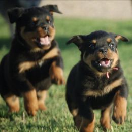 Rottweilers from Vom Fretz Rottweilers