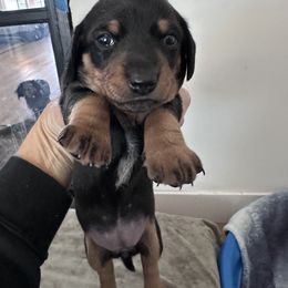 Dachshund Puppies from Wrangling Dachshunds