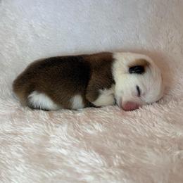 Bumble Bee - Sable female Pembroke Welsh Corgi puppy in Arcanum, Ohio from Weissway Corgis