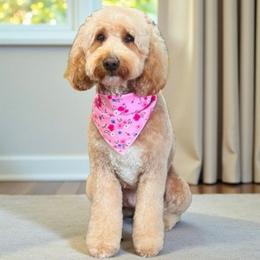 Marlee - Goldendoodle
