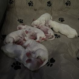 Bichon Frise Puppies from Badook Bichons