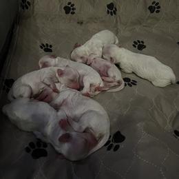 Bichon Frise Puppies from Badook Bichons