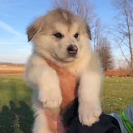 Alaskan Malamutes from Moot Manor Malamutes