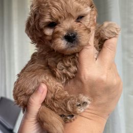 Mal-Shi, Maltese, and Maltipoo Puppies from Joy-fur puppies