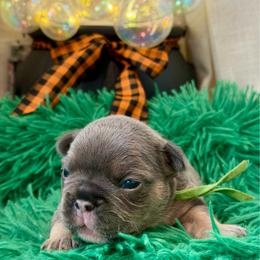 Merlin - Blue male French Bulldog puppy in Claremore, Oklahoma from Frenchie Frys