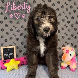 Liberty - Black and white female Sheepadoodle puppy in Glen Rose, Texas from Clevenger’s Sheepadoodle Fur Baby Farm
