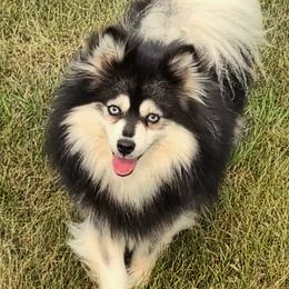 Ruger - Pomsky