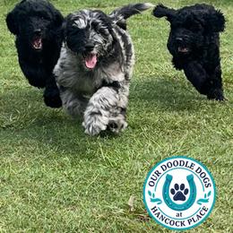 Cowboy (dark blue) - Merle male Goldendoodle puppy in Ocala, Florida from Hancock Place Doodles
