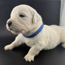 Blaze - male Golden Retriever puppy in Marshfield, Missouri from Charm Puppies