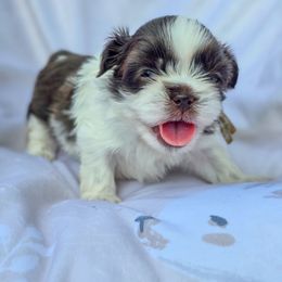 John F Kennedy - Light Blue Collar - Liver and white male Shih Tzu puppy in Troy, Ohio from Oodles of Doodles