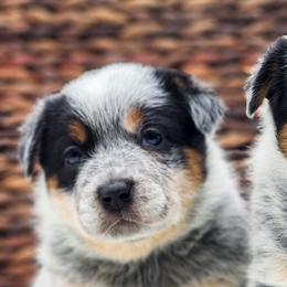 Australian Cattle Dogs and Australian Shepherds from Bluebonnet Heelers