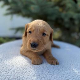 Black Collar Boy - Golden male Golden Retriever puppy in Salt Lake City, Utah from Deseret Peak Goldens