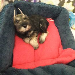 Miniature Schnauzer Puppies from Starbound Miniture Schnauzer's