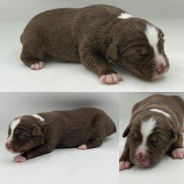 Red tri male 2 - Red tri male Miniature Australian Shepherd puppy in Brooker, Florida from Honey, I Shrunk the Aussies