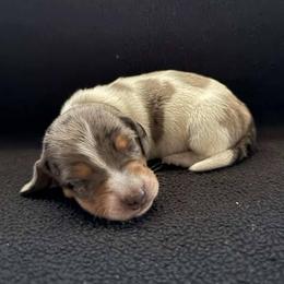 Puppy 1 - Black and tan male Dachshund puppy in Riverside, California from Saddle Up Dachshunds