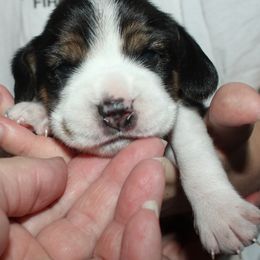 Champion Dad Whiskey - Black tan and white male Beagle puppy in Spring Creek, Nevada from Battleborn Aussies and Beagles
