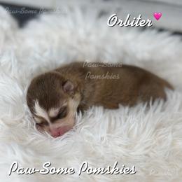 Orbiter - Red and white female Pomsky puppy in Krum, Texas from Paw-Some Pomskies