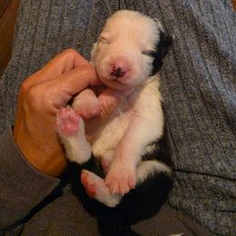 Boss - Black and white male Border Collie puppy in Ripley, Oklahoma from Adventure5 Border Collies