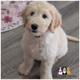 PIPER - F1 English Goldendoodle - OFA - Genetics - 2 Yr Warranty. - Cream female Goldendoodle puppy in Jeddo, Michigan from Apple Creek Doodles